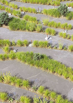 大贝1216采集到植物造景