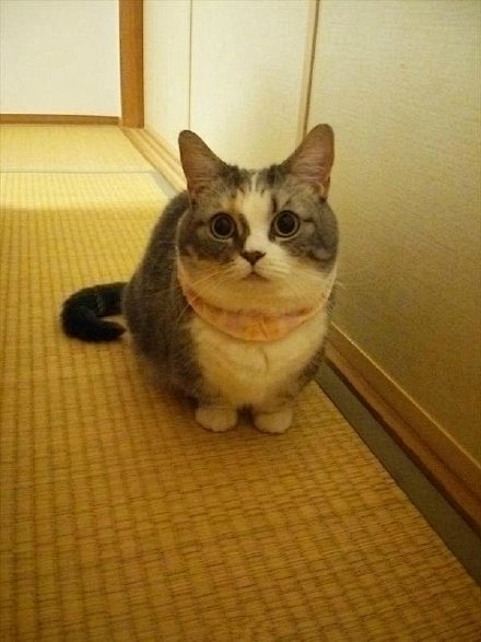 它是曼赤肯猫又名短腿猫腿一短就只能永远当萌货一点都高冷不起来