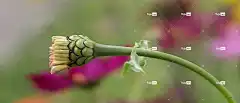 开花 美丽的花朵 绿色 自然 花 花园 花壁纸 植物 花卉背景