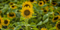 Sunflower 免版税图像 - 83949409