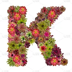 英文字母k,凤梨科植物,赤贞凤梨属,短笛,字母,艺术,形状,无人,符号,想法