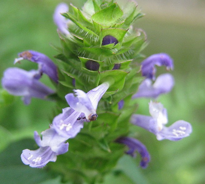 夏枯草为唇形目唇形科植物.一般是在夏季.