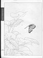 《工笔画线描动物画谱》之蝴蝶篇