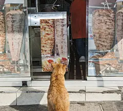 点击来源直接获取大图文件 |猫坐在烤肉店外
