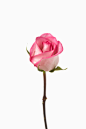 影棚拍摄,室内,粉色,茎,叶子_sb10062609bb-001_Pink rose against white background, close-up_创意图片_Getty Images China