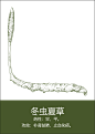 中药材插画