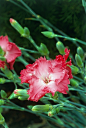 Dianthus caryophyllus 'Clove Pink' 香石竹"粉丁香"