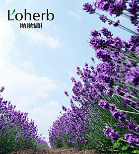 Loherb 植物语