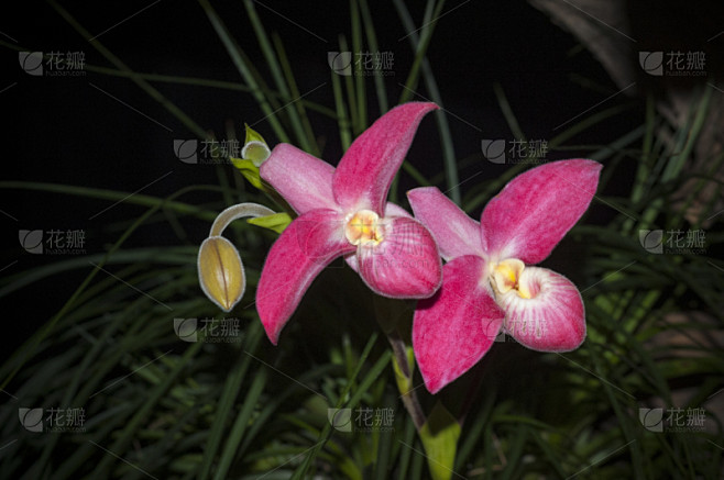 兰花,兰花科植物,自然,美,加拿大,植物,水平画幅,无人,花,摄影