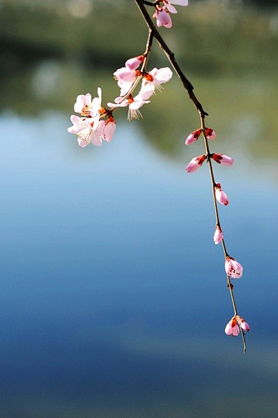 燕园三月桃花水组图
