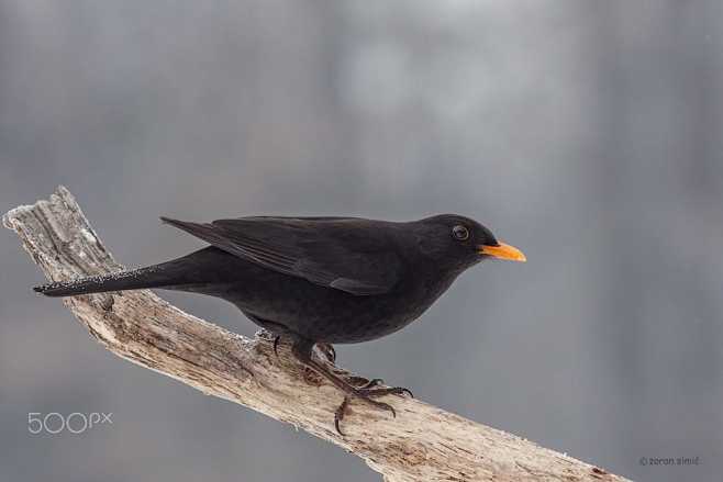 乌鸫 Turdus merula 雀形目...