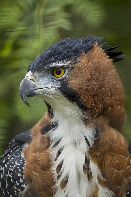 raptorwing:

Ornate ...