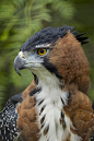 raptorwing:Ornate hawk-eagle