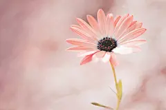 topit me、花、topit me