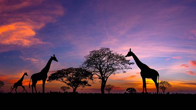 肯尼亚，马赛马拉国家保护区的长颈鹿 - ...