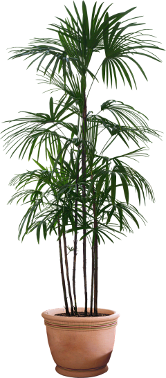 小小小猫人丶采集到S | 植物素材