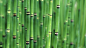 bamboo golden wallpaper (#1441249) / Wallbase.cc