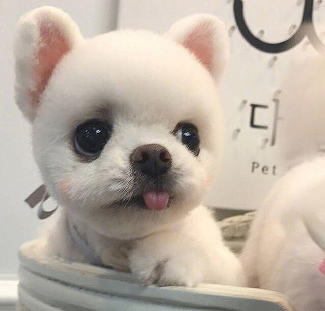 颜值爆表的小博美 ins：salt.x....