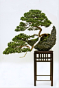 A Chinese Juniper (Juniperus chinensis) trained in the Han-kengai or semi-cascade style.: 