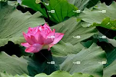 花 花卉背景 花朵 莲花 开花 花壁纸 粉色的 美丽的花朵 自然