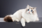 010f625edb3bd9a80120662152cad1.jpg@1280w_1l_2o_100sh