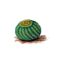 水彩仙人掌插画 png元素免扣 cactus16