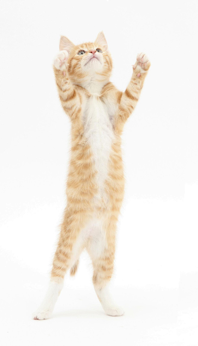 中华田园猫 橘猫