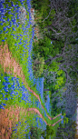 印克斯湖国家公园中的德克萨斯矢车菊，德克萨斯州 (© Inge Johnsson/Alamy)

2020-05-07

 4699