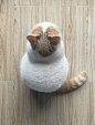 猫 头顶 顶视图 俯视