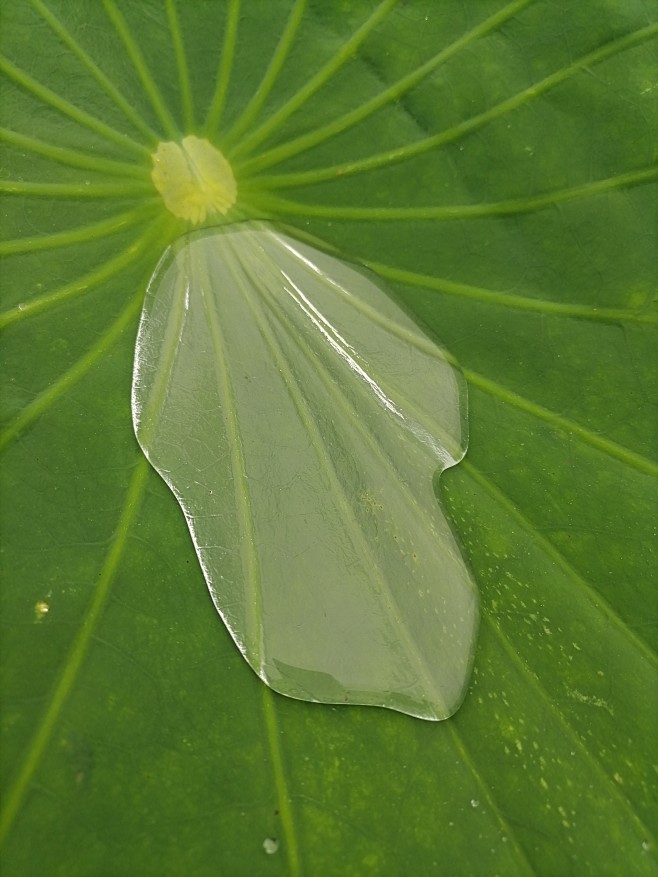 莲