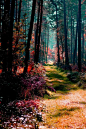 The woods are lovely, dark and deep, but I have promises to keep and miles to go before I sleep.~Robert Frost