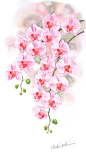 胡蝶蘭水彩画イラスト　垂れた枝にピンクの花をつけた胡蝶蘭の水彩画イラスト