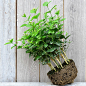 薄荷盆栽新鲜可食用薄荷叶办公阳台植物驱蚊薄荷绿植净化空气