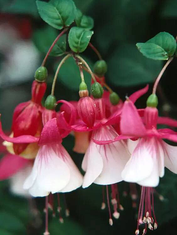 倒挂金钟（Fuchsia）是桃金娘目、柳...