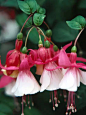 倒挂金钟（Fuchsia）是桃金娘目、柳叶菜科、倒挂金钟属的植物，又名灯笼花和吊钟海棠。原产墨西哥。
