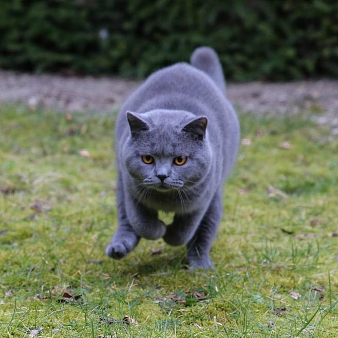 威武雄壮的英短蓝猫自带猛虎下山的杀气