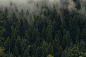 General 5184x3456 landscape forest photography trees mist
