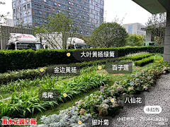 小虫虫的植物园林采集到Y-雨水花园