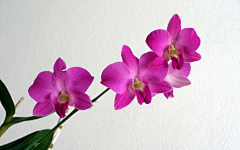 紫云08采集到粉红花卉