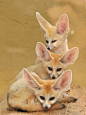 叠罗汉~
{ 耳廓狐，别称沙漠小狐，学名：Vulpes zerda 摄影： Joachim S. Müller }
