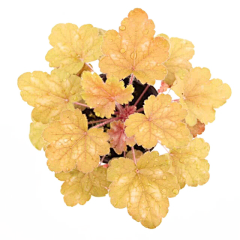 薄荷禾采集到植物免抠素材(标名字)