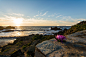 General 4743x3162 sunset flowers sea landscapes Corsica