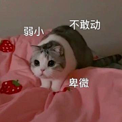 李梓木1采集到小猫表情包