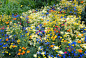 Google Image Result for http://cdn.c.photoshelter.com/img-get/I0000ygW7eyl8Z3k/s/750/750/Colorful-Mixed-Flower-Garden-31460.jpg