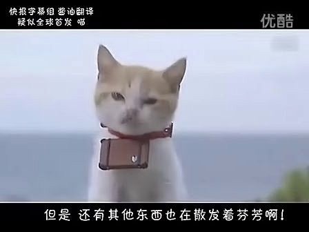 日本酒店广告《猫咪师徒的旅行》_挖掘分享...
