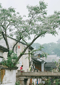 iris悄悄的采集到场景