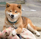 岛国一只叫Ryuji的柴犬，总爱露出霸道总裁式的邪魅狂狷笑容，感觉被撩到了 ​​​​