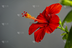 Da_Epicurea采集到花