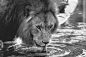 lionshizigaoqingtupian8