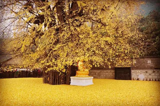 是西安古观音禅寺1400年前李世民亲手种...